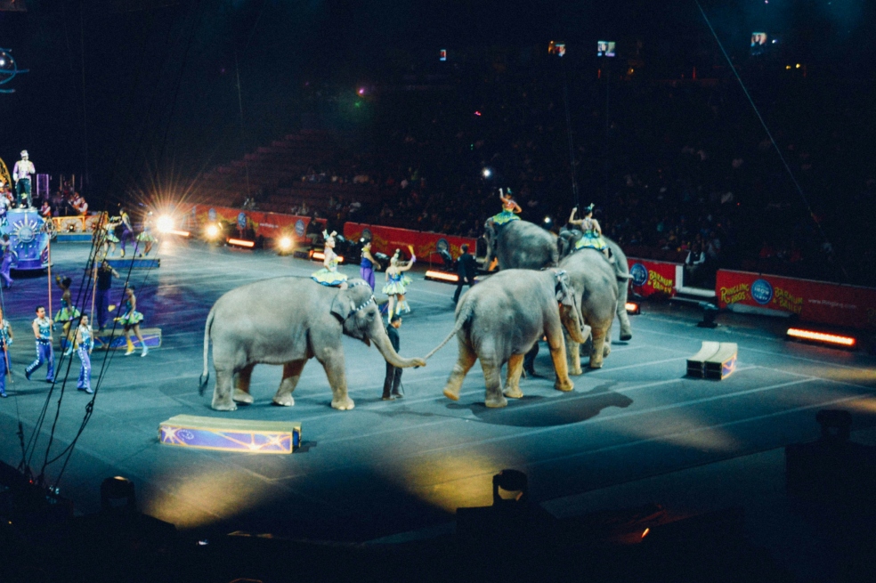 Taiwán prohíbe los espectáculos con animales salvajes en cautiverio