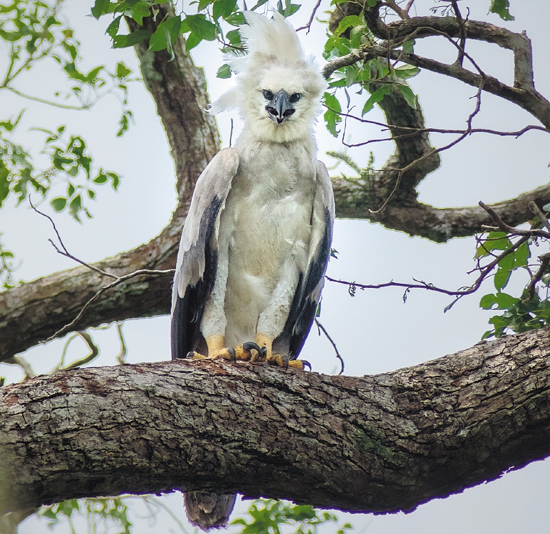 Águila arpía en Colombia: un gigante que aún no conocemos