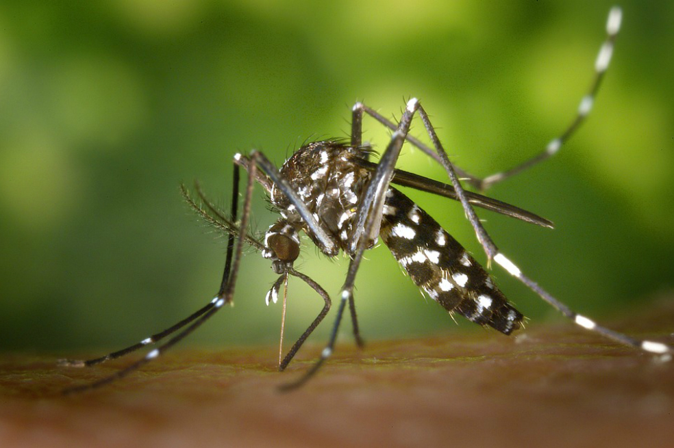 El mosquito es el animal más letal del mundo