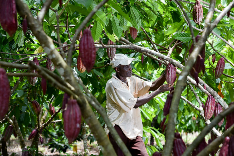La promesa de los cultivadores de cacao colombiano para no deforestar