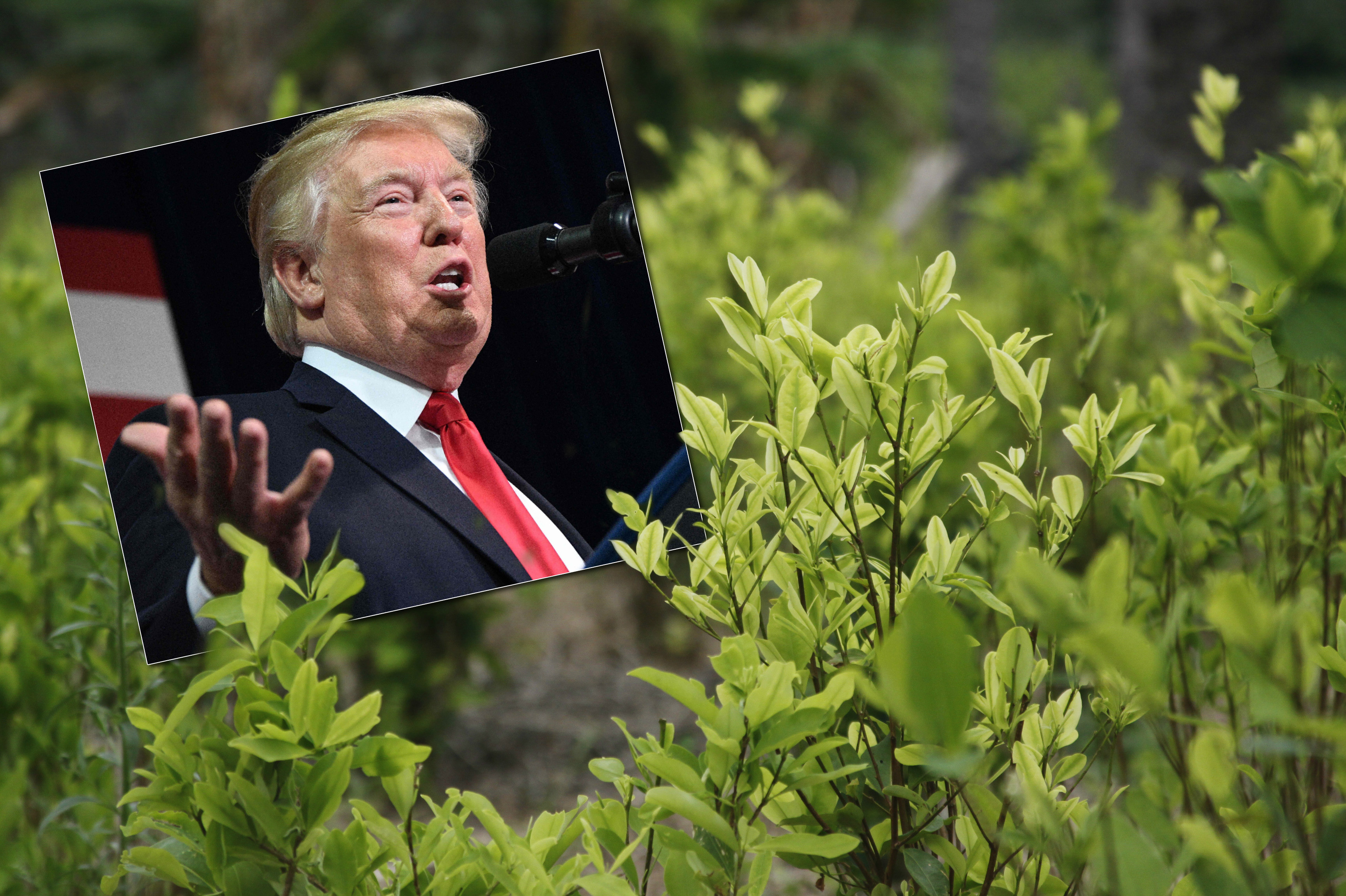 Trump aplaude esfuerzos de Colombia en lucha contra el narcotráfico