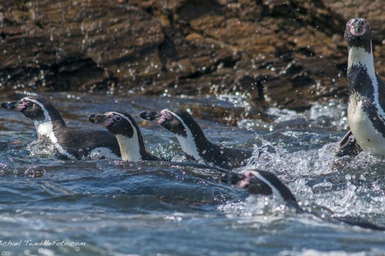 Los Pingüinos de Humboldt cumplen una importante función ecológica como fertilizadores del suelo.Foto: Michael Tweddle-OceanaEntre 2017 y 2018, Alejandro Simeone lideró un equipo para hacer un censo de parejas reproductivas de pingüino Humboldt en todo Chile del cual Luna fue partícipe. “Logramos llegar a una cifra que fue una mala sorpresa”, dice Luna, pues "de acuerdo a los censos realizados unos diez años atrás los esperábamos encontrar entre 20 000 a 25 000 parejas y nos topamos con que no había [...] más de 6000 parejas. La situación es mala”, subraya.