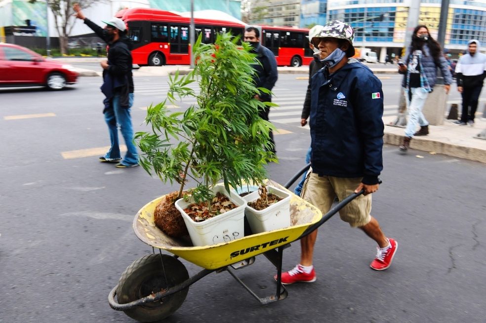 EE le explica: así va el debate para regular el consumo de marihuana en México