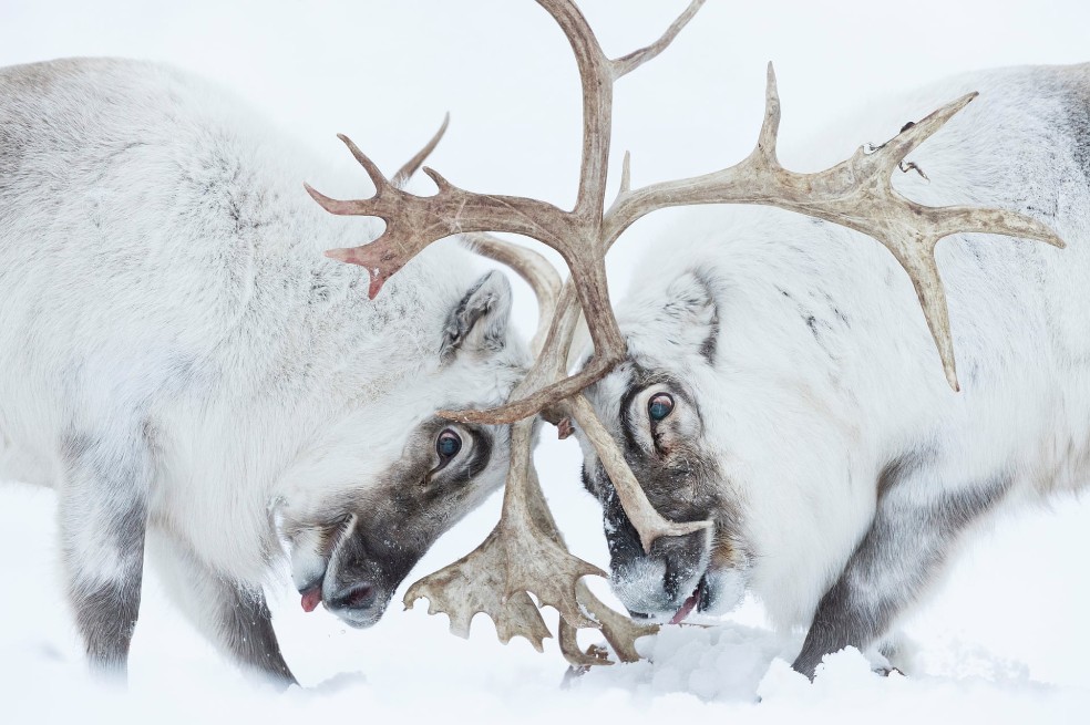 Categoría comportamiento en mamíferos: Stefano Unterthiner, de Italia,  capturó el momento en el que dos renos de Svalbard luchan por el control. Los siguió durante la época de celo.