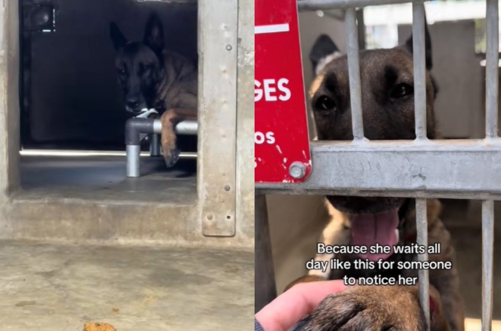 La razón por la que Carmela, una perrita de refugio, tiene los brazos lastimados