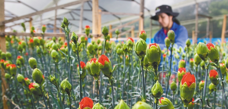 San Valentín representa 12 % de las ventas de los floricultores
