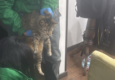 Rescatan a los dos gatos que vivían con el agresor de la perrita Samanta en Bogotá