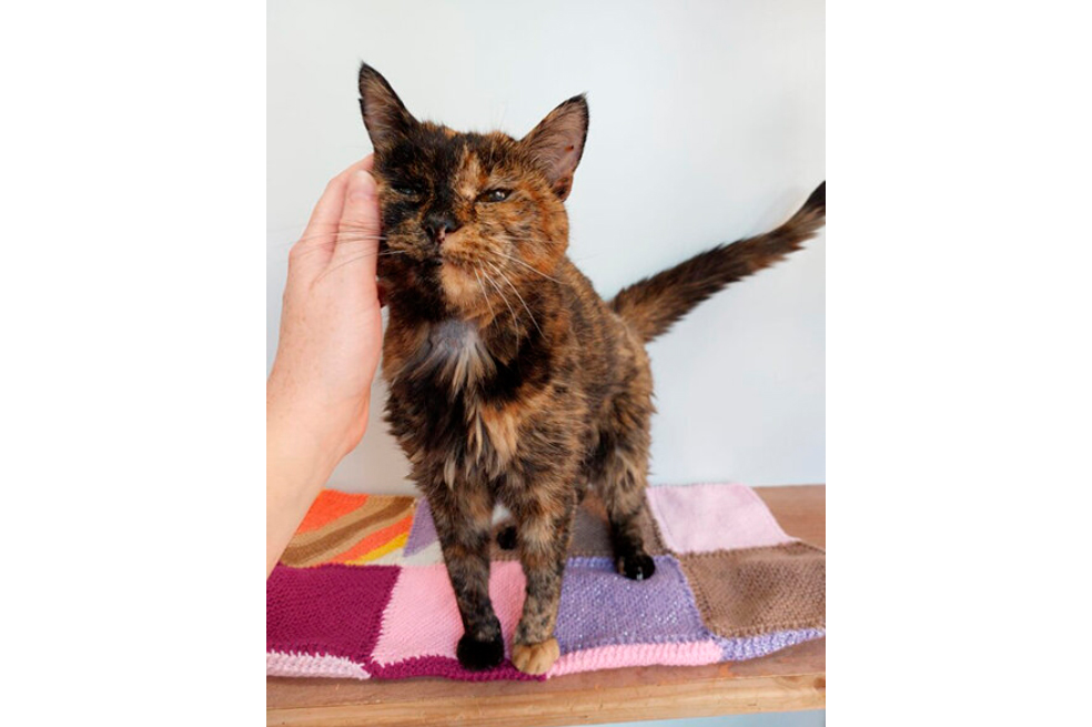 Ella es Flossie, la gata más vieja del mundo antes de cumplir 27 años