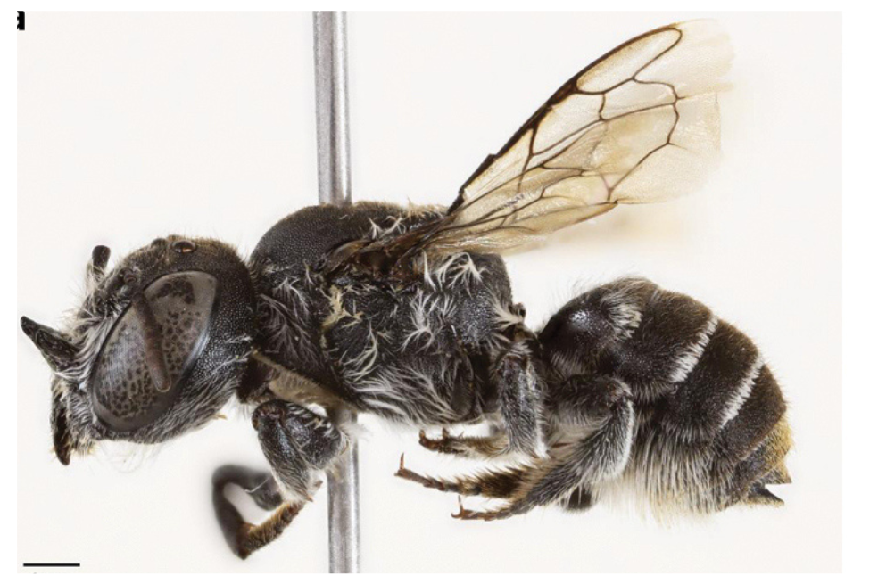 Encuentran una nueva especie de abeja: tiene cachos y se llama Lucifer