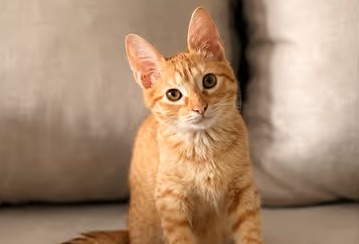 Vendían postres para salvar a su gato, ahora apoyan a otros felinos con enfermedades graves