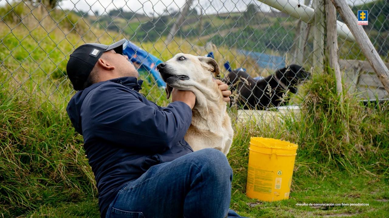 Según la investigación, en el lugar llegaron a permanecer más de 300 perros en condiciones que comprometían su bienestar.