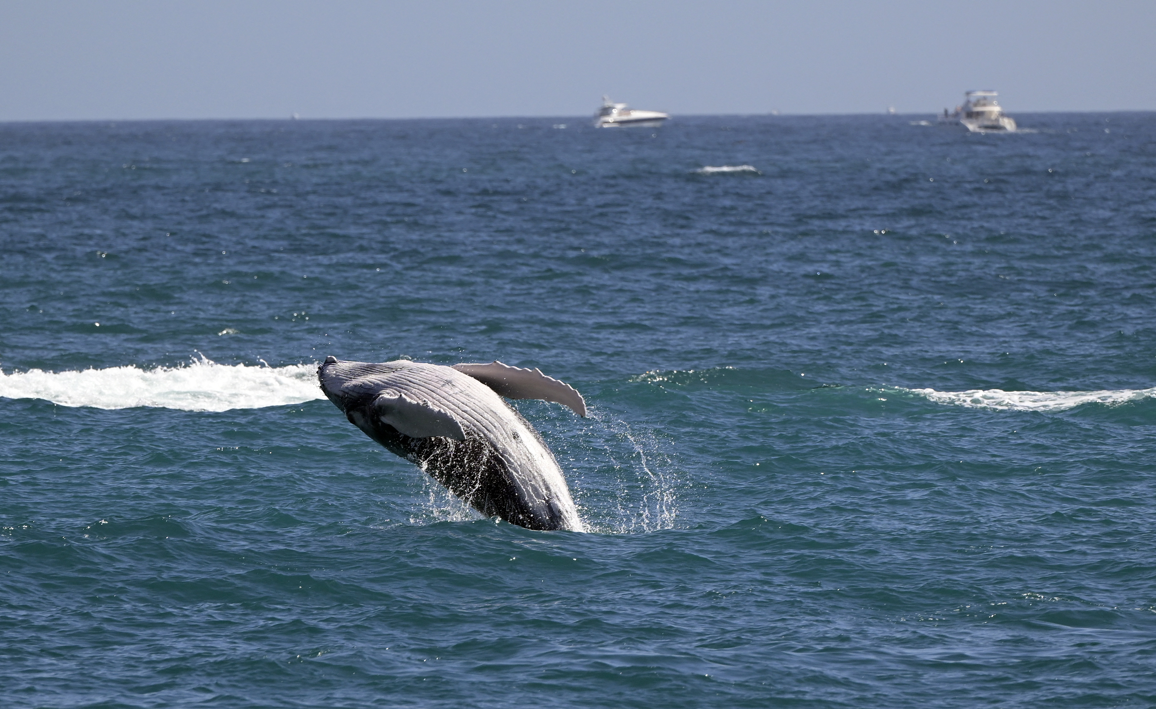 Ballenas grises del Pacífico enfrentan un “evento de mortalidad catastrófica”