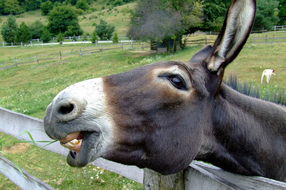 La piel de burro se utiliza en China para fabricar medicinas tradicionales. / Pixabay