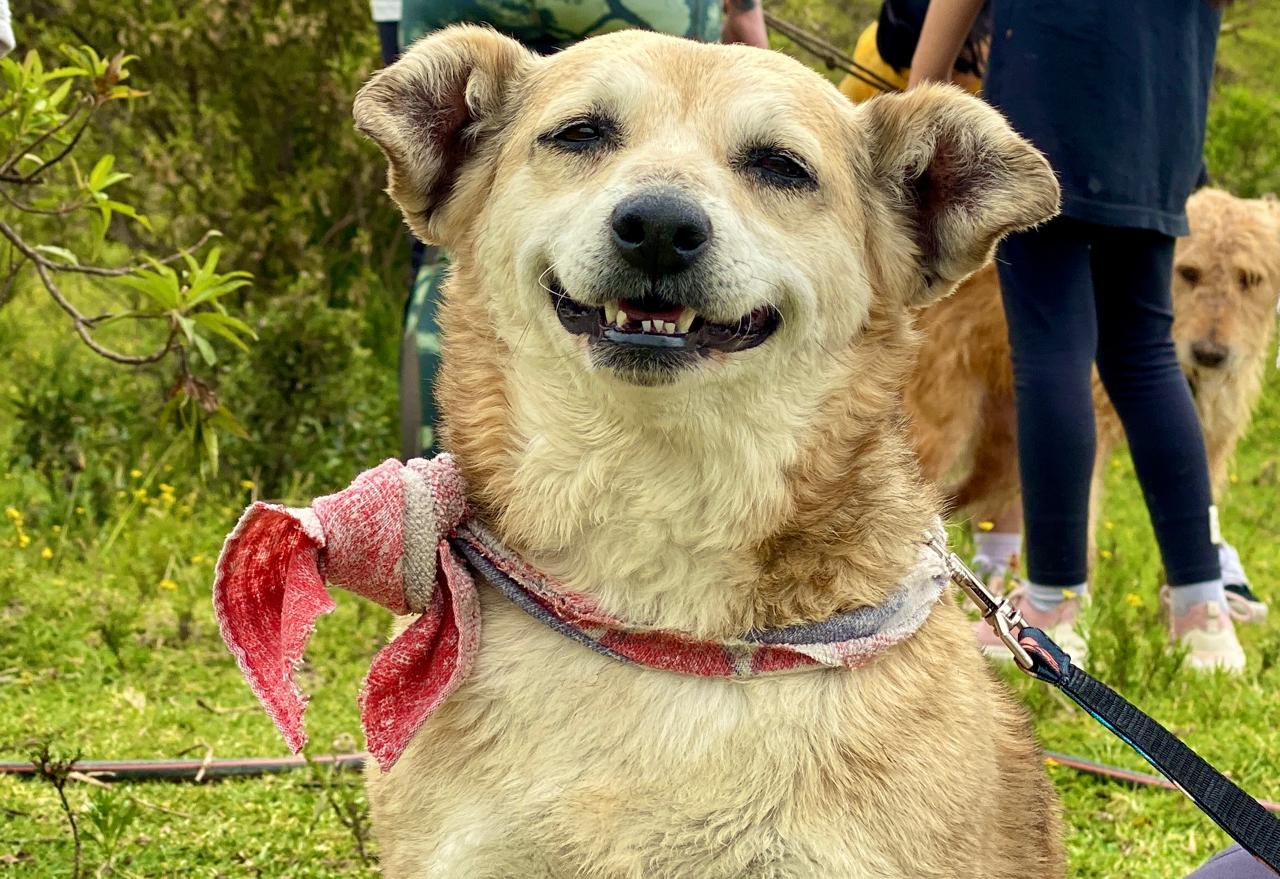 Perros de la Montaña: el refugio en el sur de Bogotá con más de 280 peludos