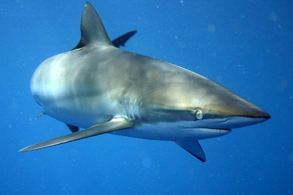 Procuraduría pide revocar la resolución que autoriza la pesca de tiburones