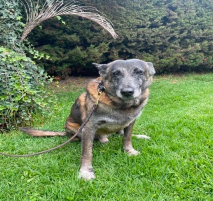 Así puede adoptar a un perro retirado de la Policía en Bogotá