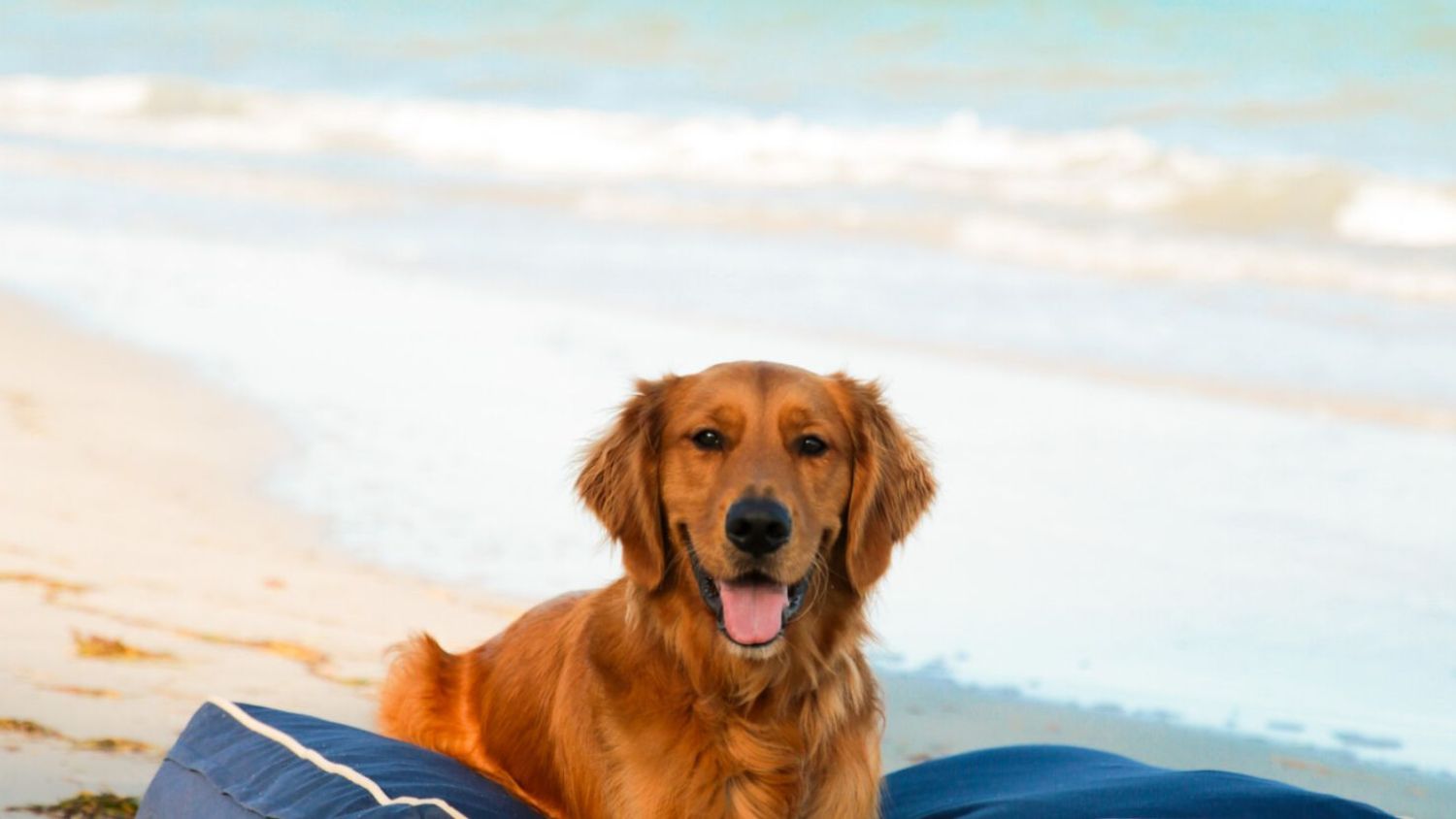 Muchos viajeros sueñan con tener unas vacaciones en la playa con sus perros.