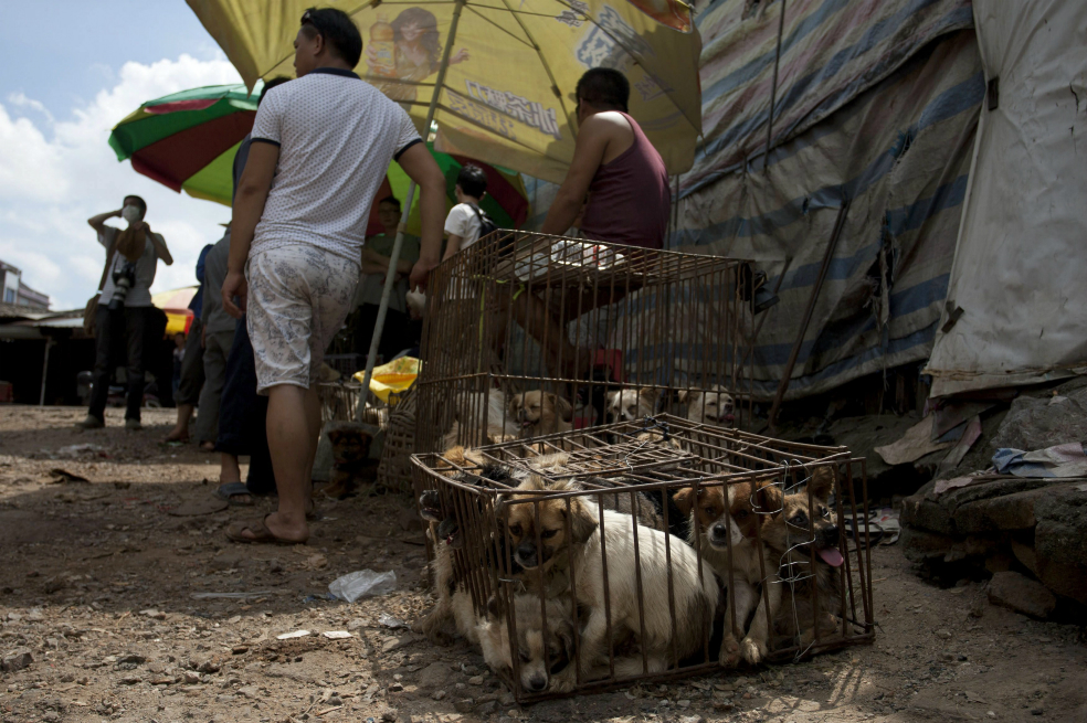 ¿Por qué nos molesta que en China se coman los perros?