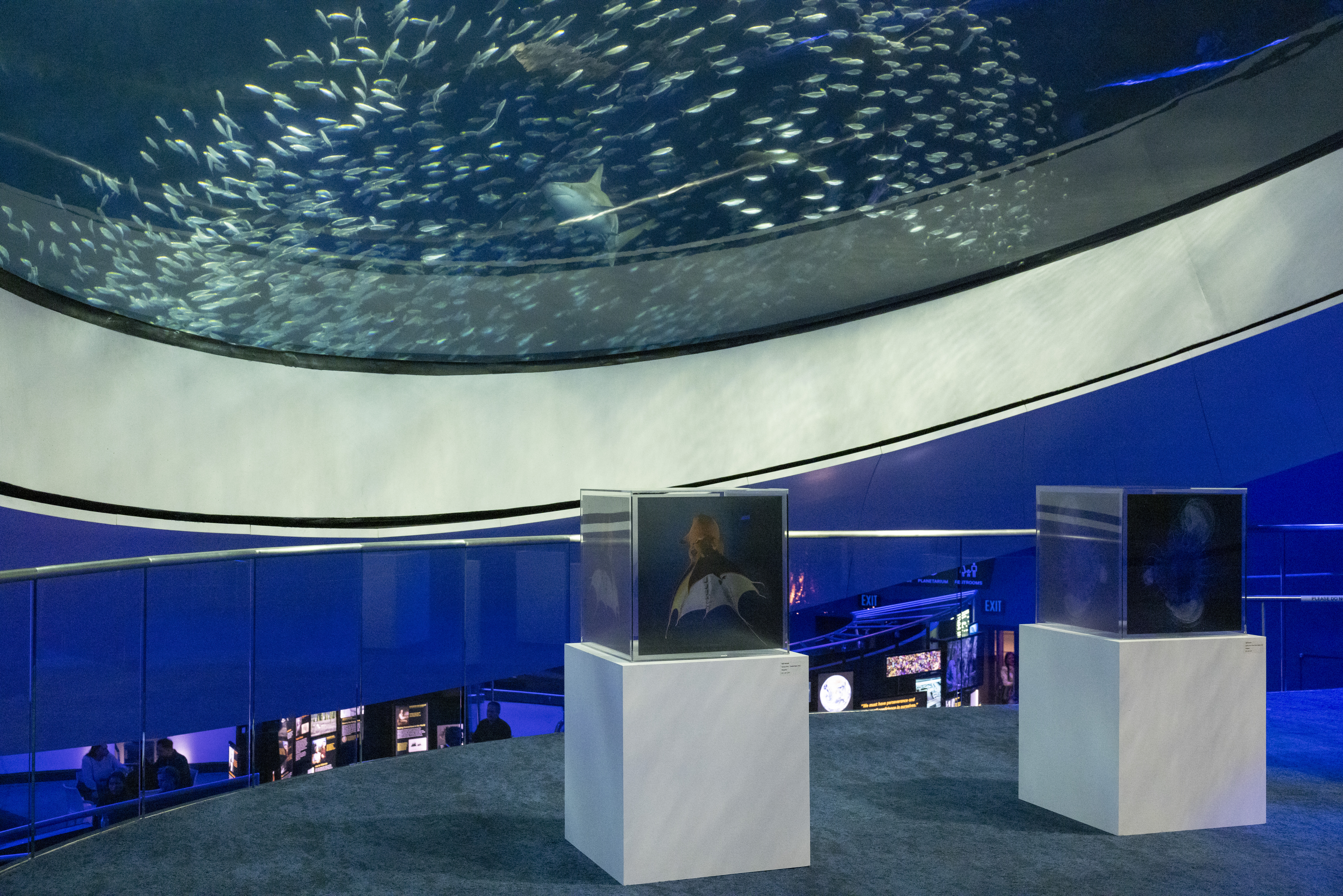 La Unesco inaugura exposición sobre el arte y la protección del medio ambiente