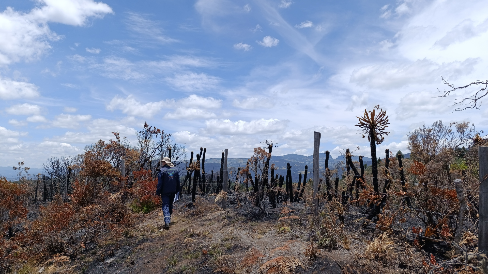 CAR adelanta proceso sancionatorio por incendio que afectó a 100 frailejones