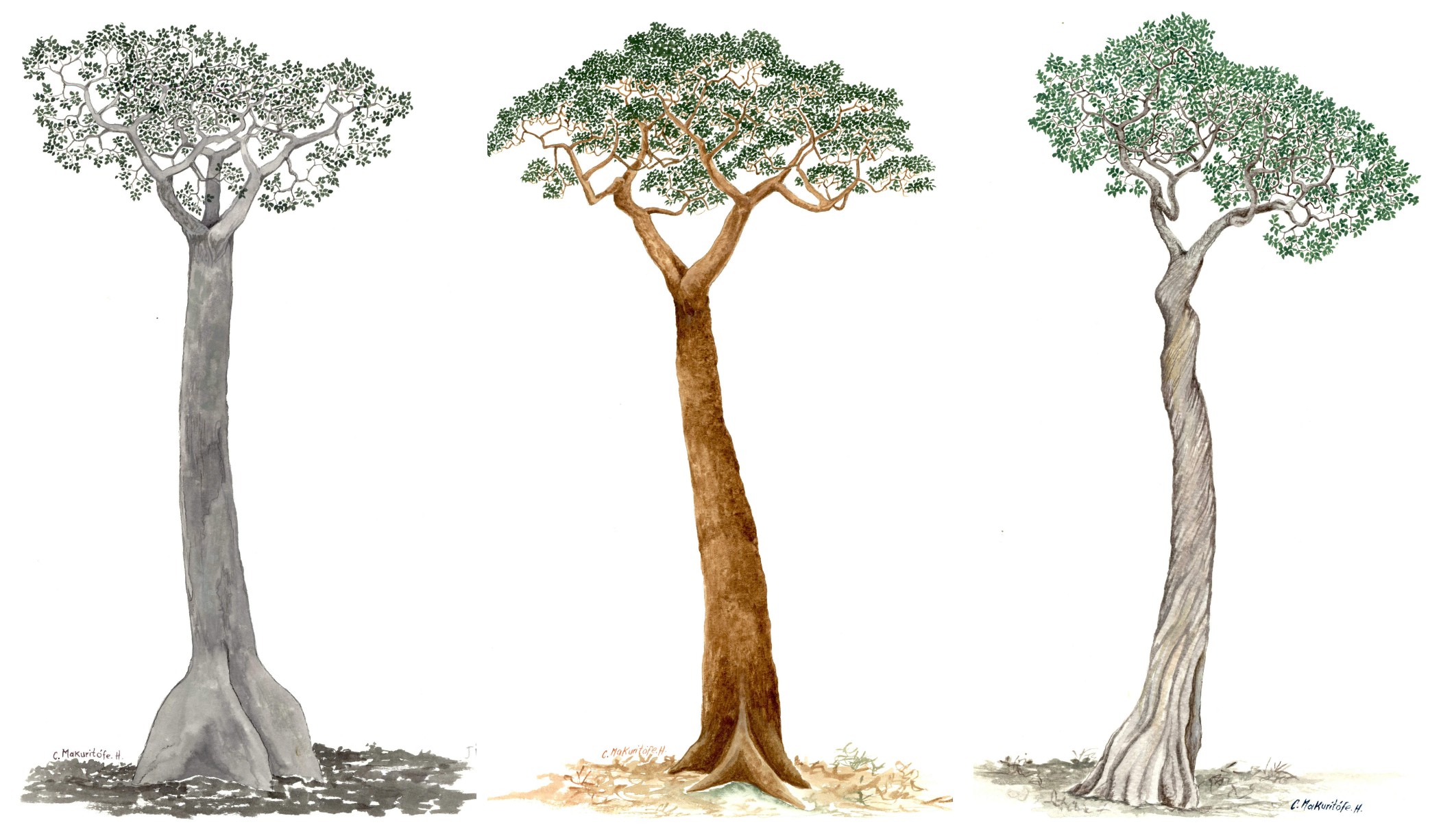 COP16: las conexiones que perdemos cuando desaparece un árbol