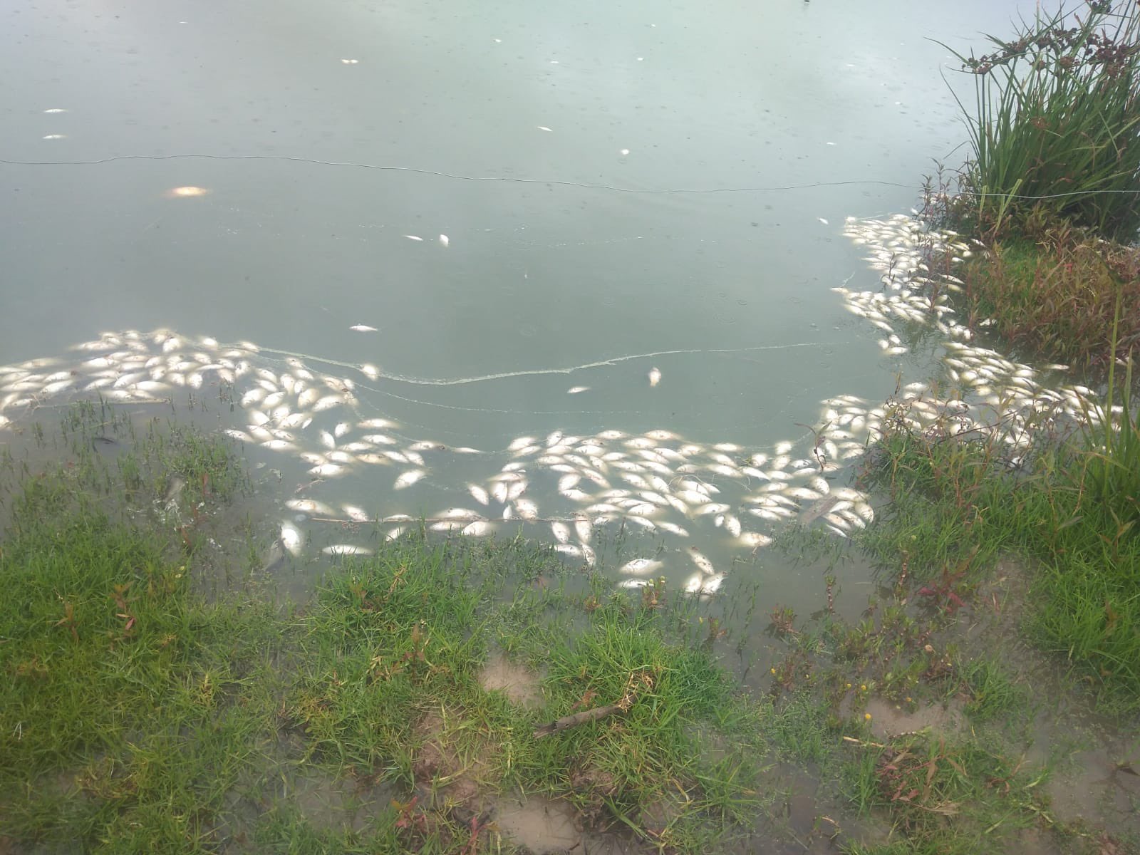 Denuncian mortandad de peces en la laguna de Suesca, en Cundinamarca