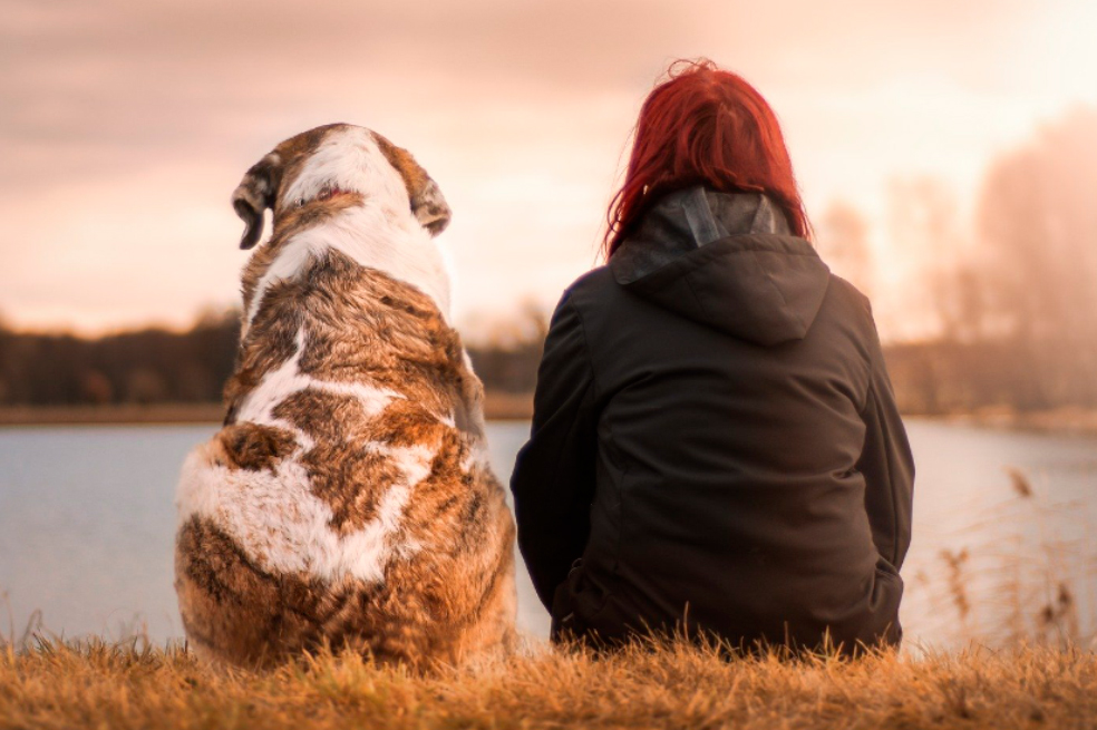 4 consejos para viajar con tu mascota y no dejarla en casa