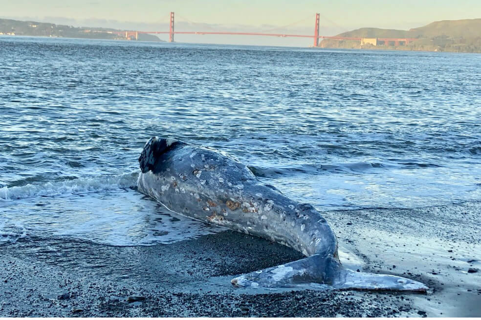En lo que va del año, se han encontrado 73 ballenas muertas en las playas de la costa oeste, de las cuales 37 fueron encontradas en California, tres en Oregón, 25 en Washington, tres en Alaska y cinco en la Columbia Británica, provincia canadiense.  / The Marine Mammal Center (@TMMC)