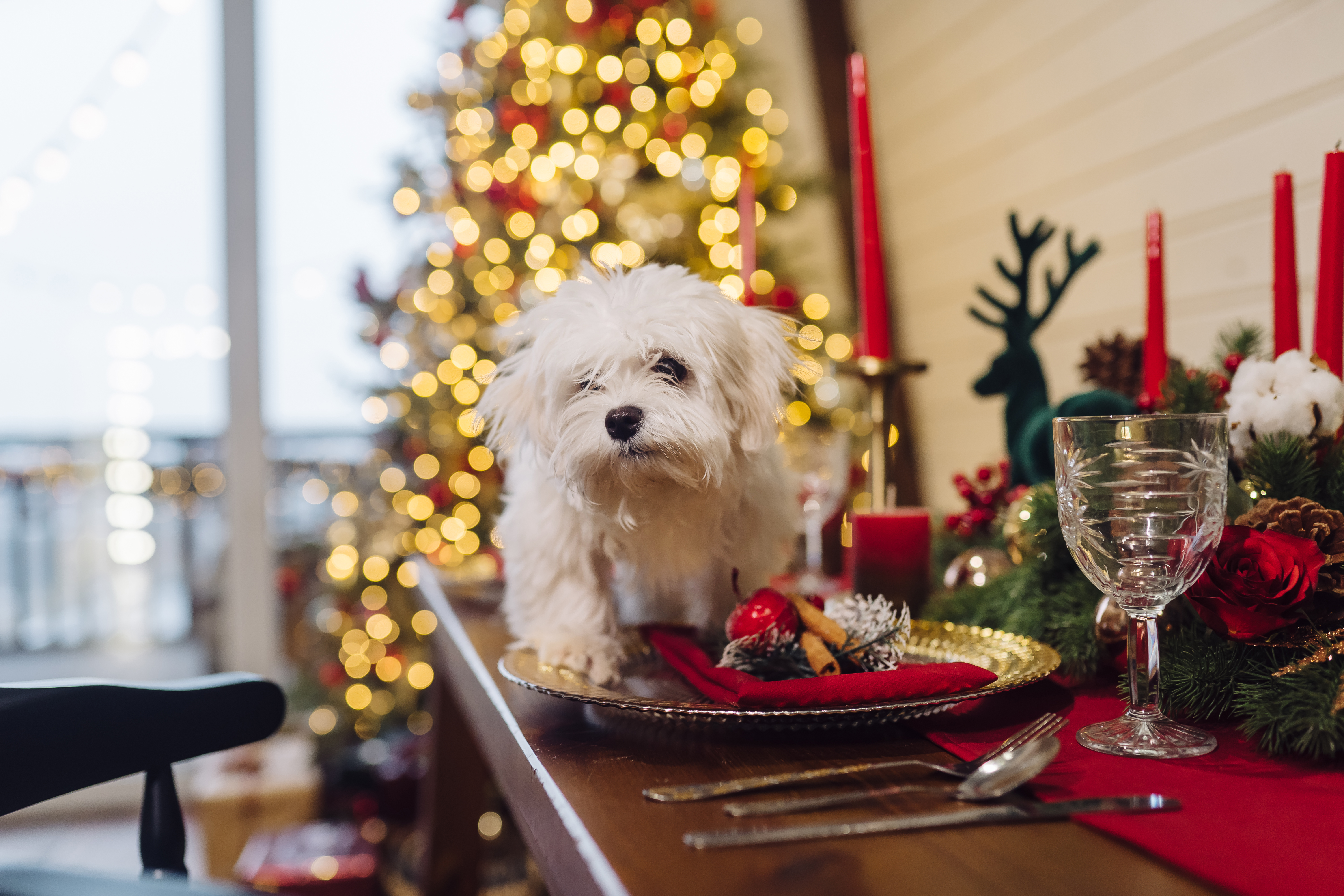 Los mejores sonidos para relajar a su perro o gato durante Año Nuevo