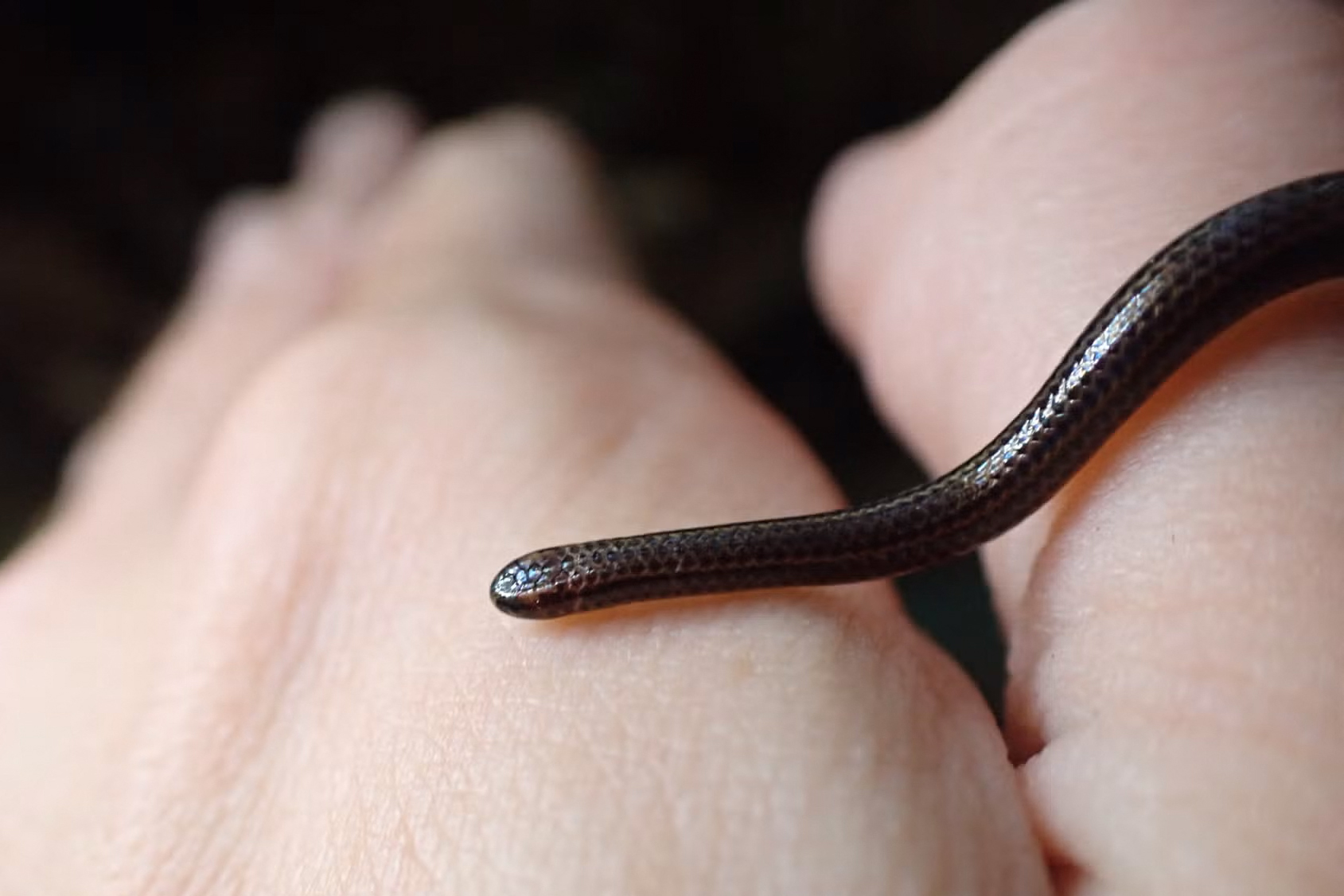 La serpiente, que es tan pequeña que podría confundirse con un gusano, ha sido avistada en Barbados, casi dos décadas después de que se creyera "perdida" para la ciencia.