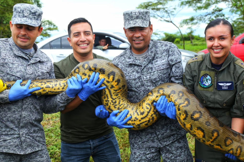 Anaconda