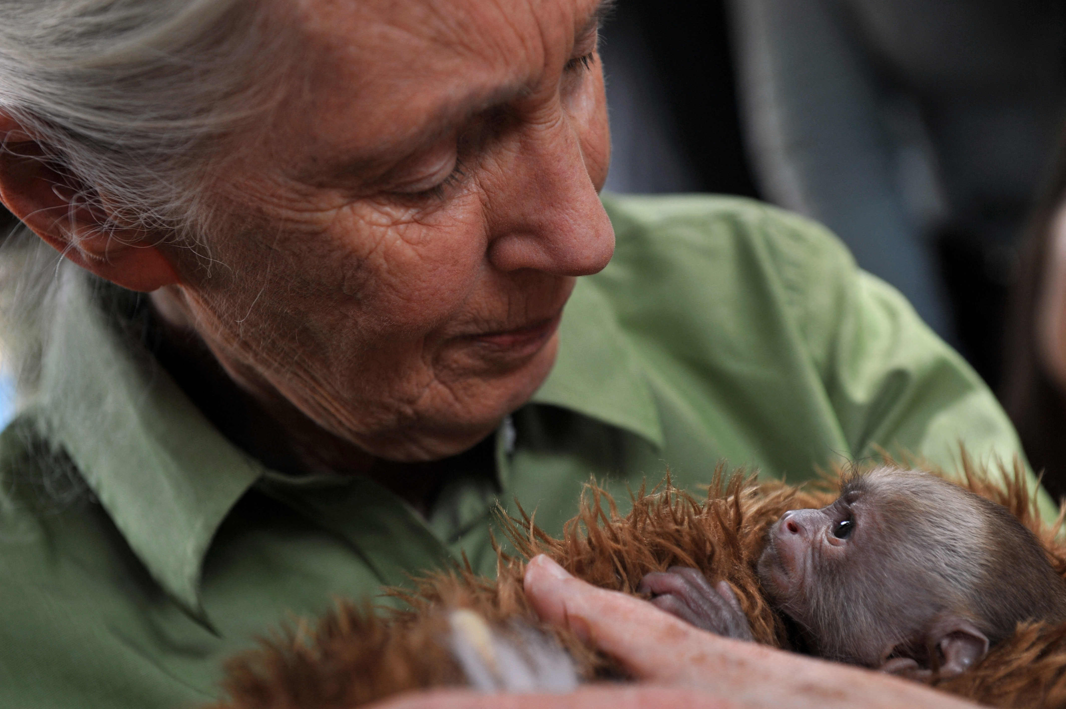 (FILES) British anthropologist and primatologist Jane Goodall holds a baby Cariblanco monkey (cebus capucinus) during her visit to the Rehabilitation Center and Primate Rescue, in Peñaflor, 36 km southwest from Santiago, on November 23, 2013, as part of her activities while visiting Chile.