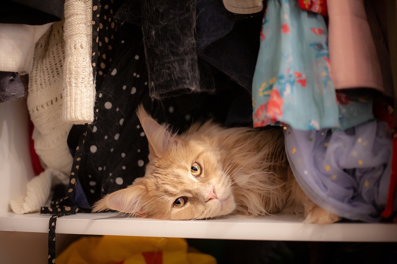 Truco para quitarle a tu ropa y toallas el olor a húmedo y a orines de gato