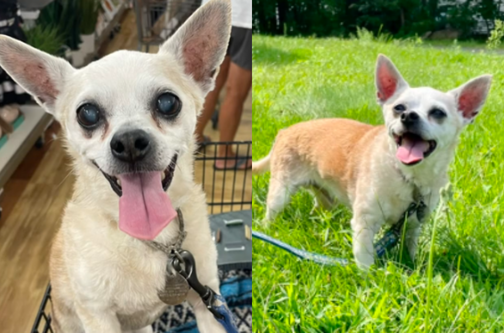 Una mujer decide adoptar a un perrito mayor para darle sus mejores últimos días