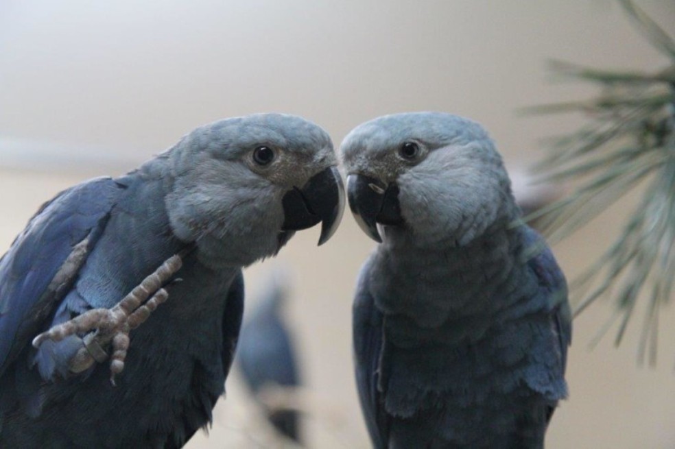 Las aves más extrañas corren mayor riesgo de extinción