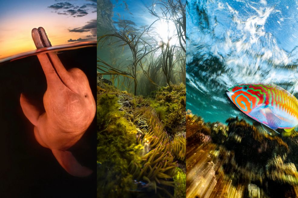 Los ganadores del concurso “Fotógrafo submarino de 2023″