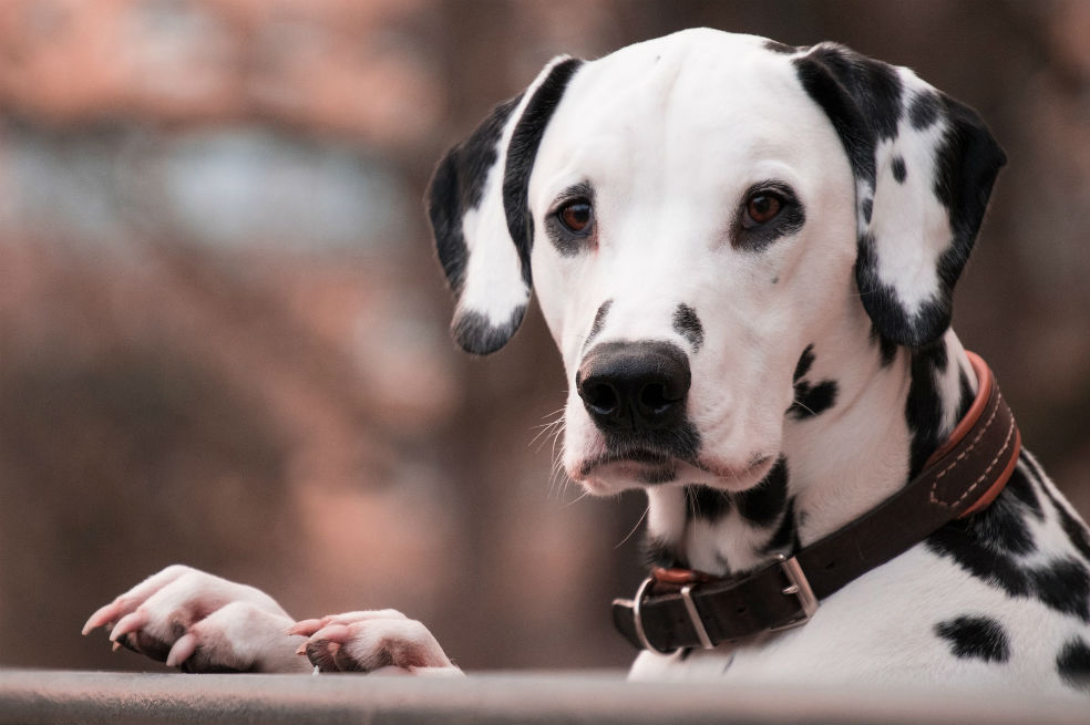 ¿Cómo las matemáticas ayudan a entender las rayas y manchas de los animales?