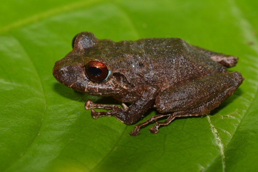 La carta de la UICN a Minambiente preguntando por la conservación de anfibios