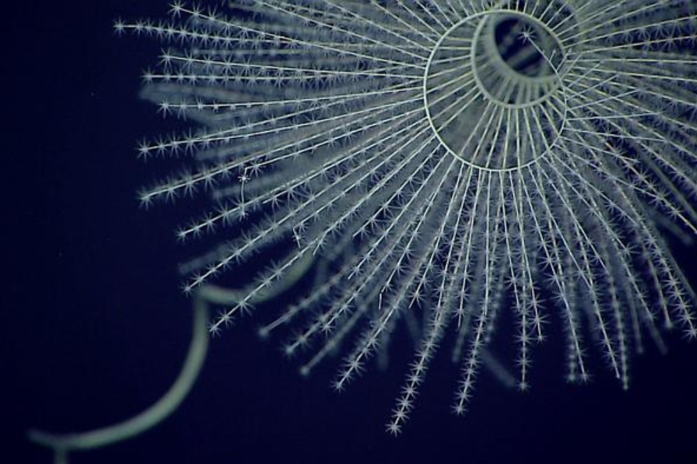Las criaturas que iluminan en el fondo del océano aparecieron antes de lo que pensábamos
