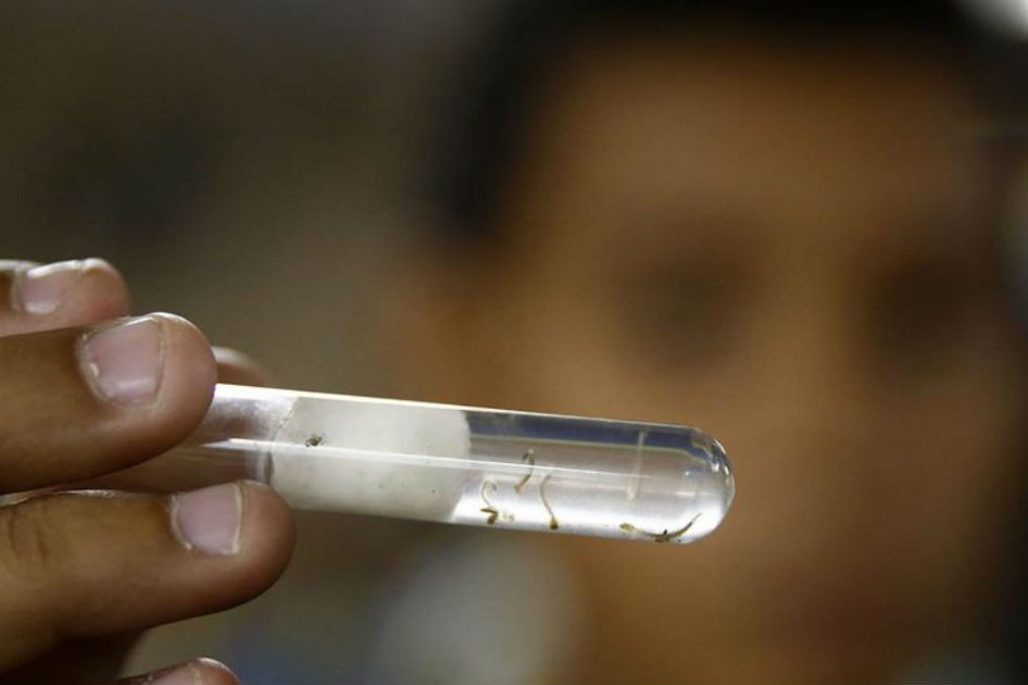 Confirman nuevo hallazgo de larva que transmite virus del zika, dengue y chikunguña