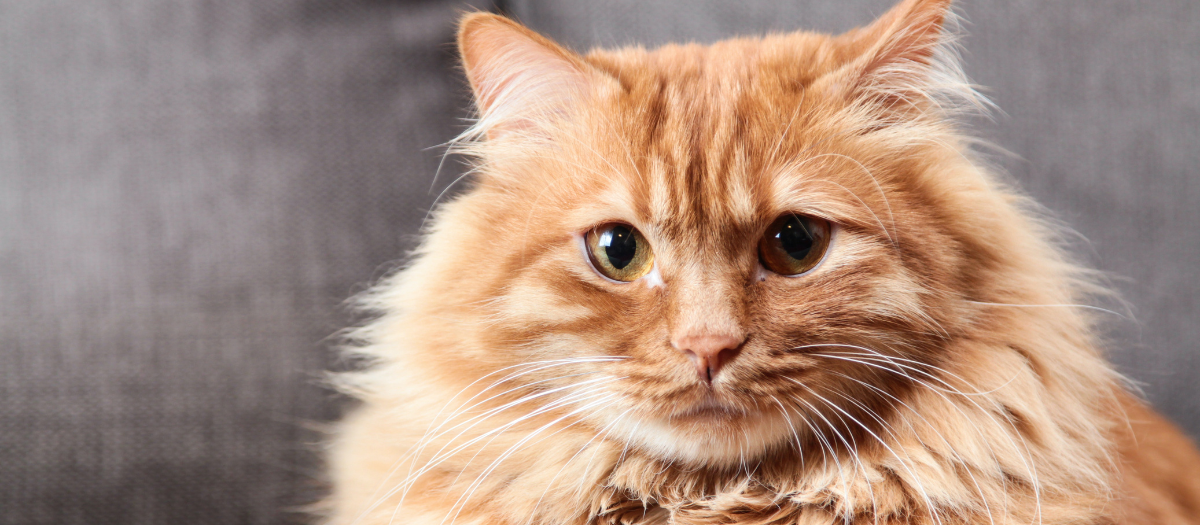 4 razas de gatos con pelo largo que te enamorarán