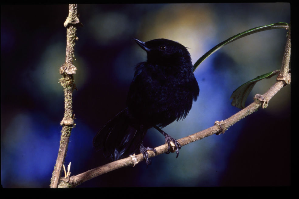 Las aves bogotanas se están desplazando por el cambio climático