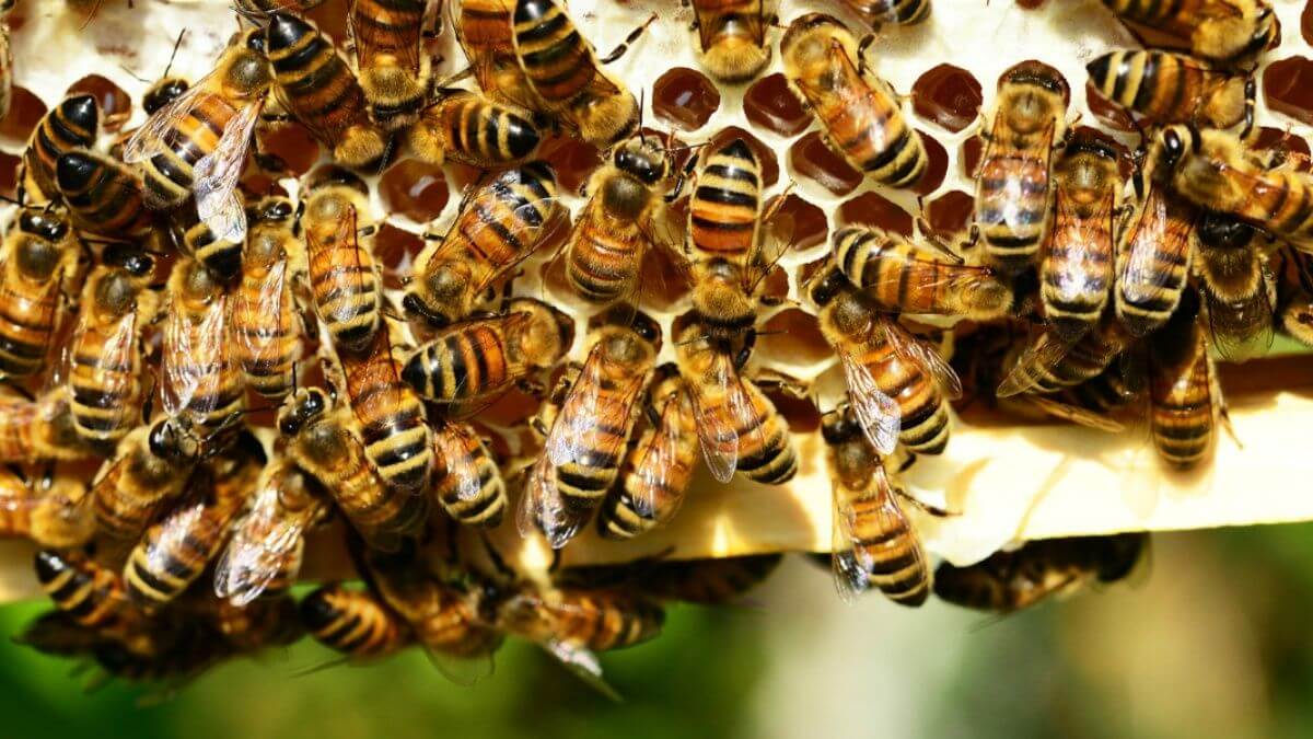 Desconocidos envenenaron a más de 40 mil abejas de un apiario en Montería