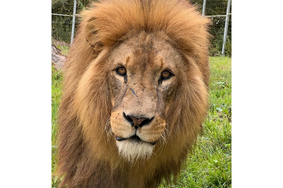 Inglaterra: Parque de Vida Silvestre “tomó la difícil decisión” de sacrificar al león Lenny