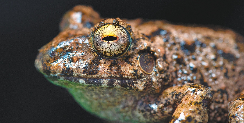 El inventario de especies será un insumo clave para la conservación y potenciará los procesos ecoturísticos en el área protegida y la Zona de Reserva Campesina Pato - Balsillas./ Pablo Mejía