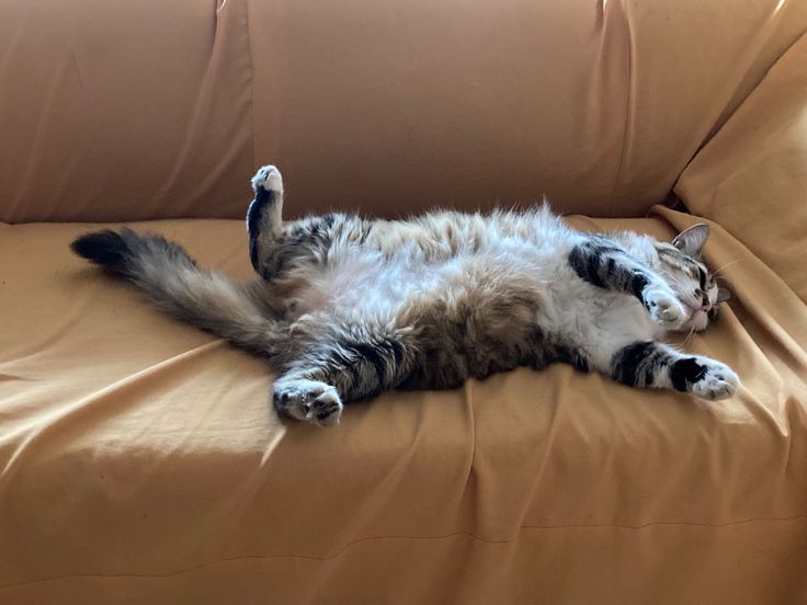 Este comportamiento puede ser desconcertante y preocupante, especialmente si el gato normalmente tiene un apetito saludable.