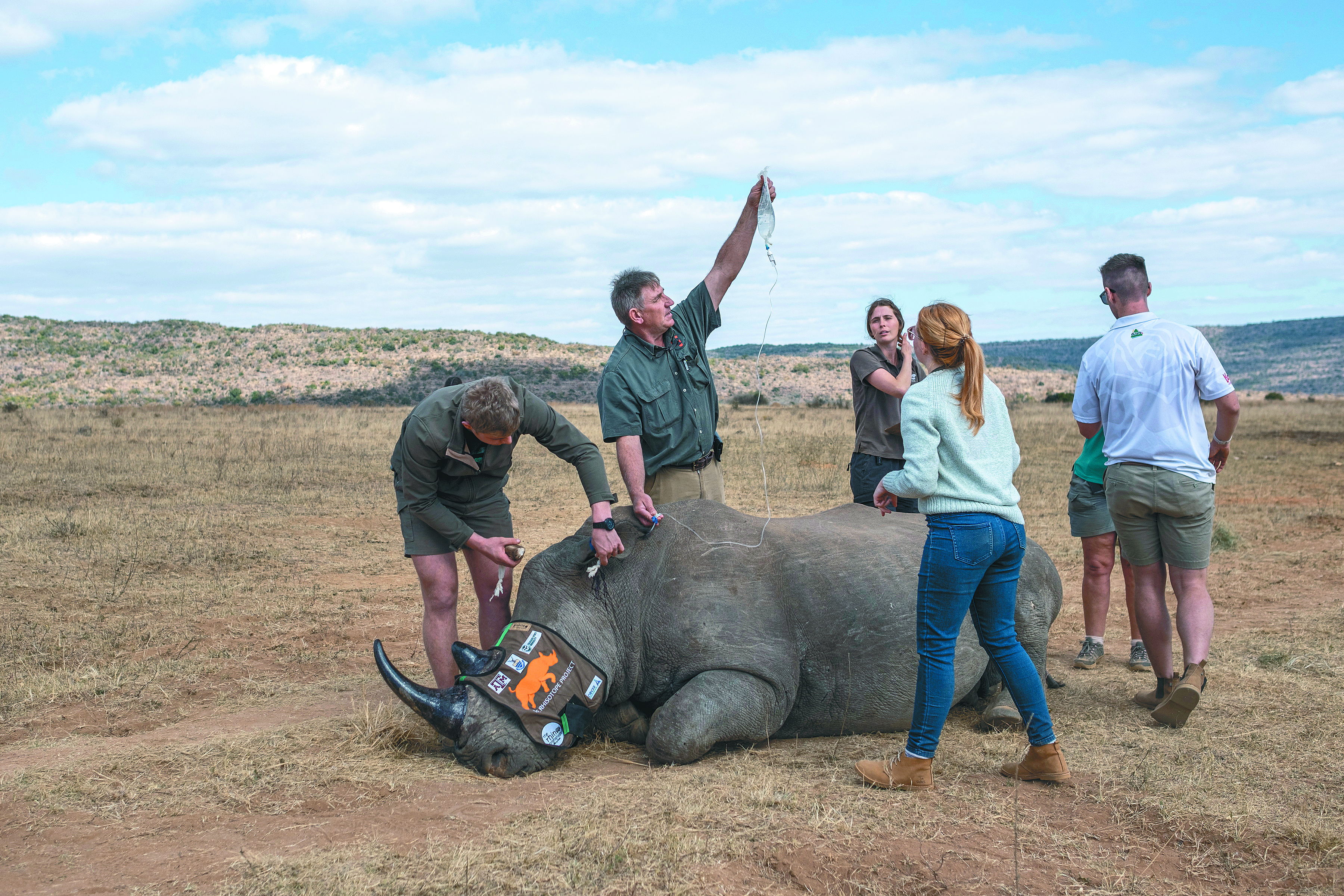 Rinocerontes radioactivos: así piensan salvar a esta especie en Sudáfrica