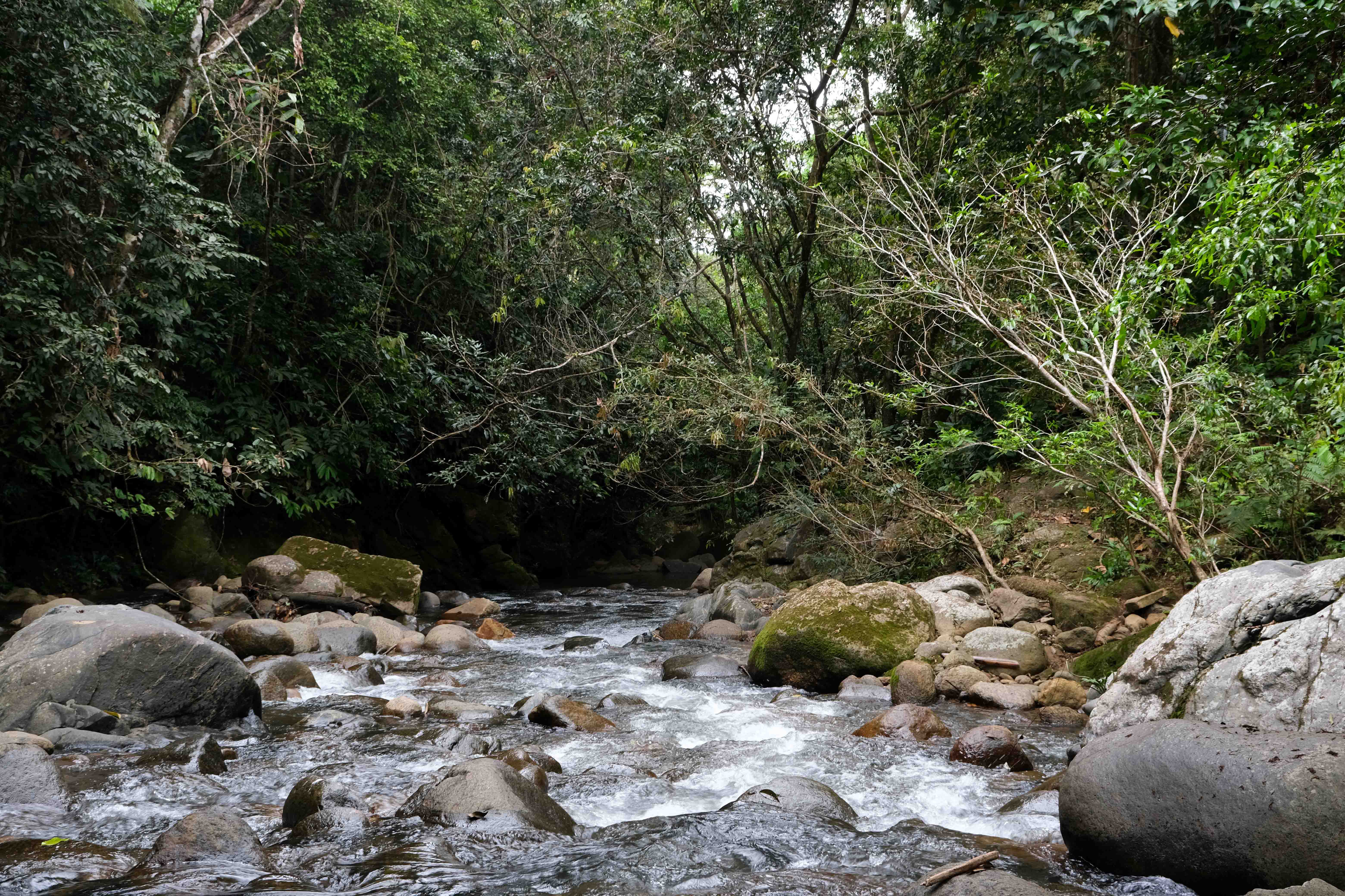 Alcaldes de Caquetá creen que hay una “oportunidad histórica” para proteger la selva