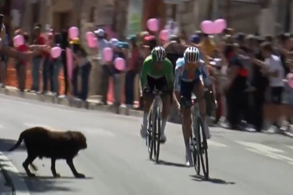 (Video) Giro de Italia: perro se atraviesa y casi genera accidente en la carrera