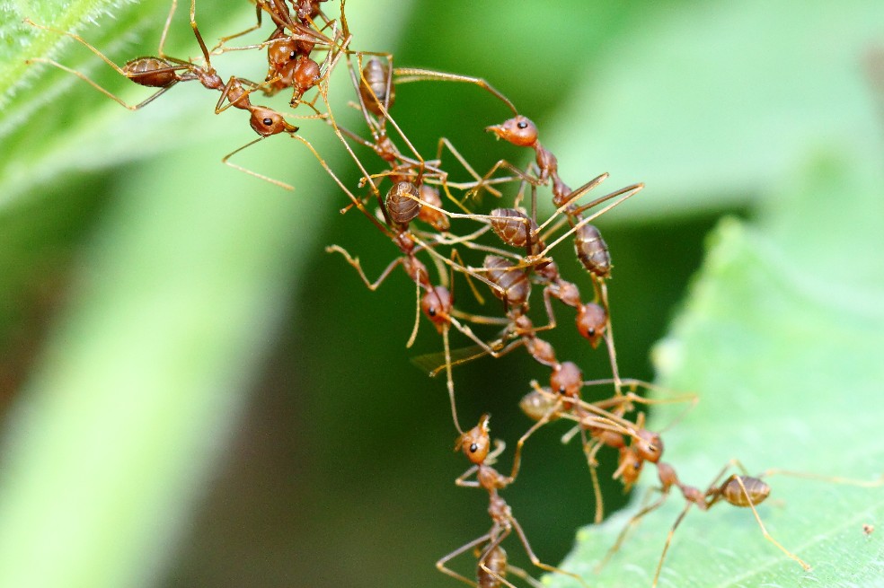 La fascinación que despiertan las hormigas